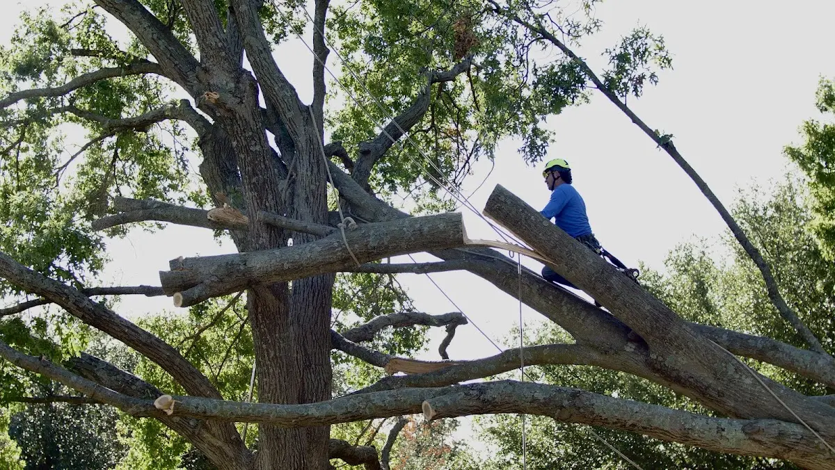 Professional Crown Thinning performed by certified arborists in Coin